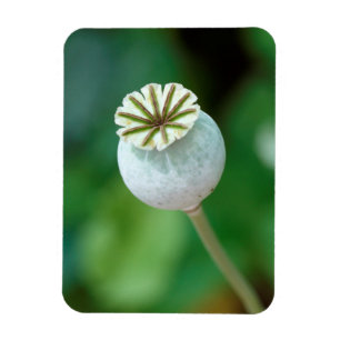 Magnet Flexible Graine de tête de pavot, Western Cape