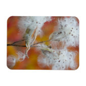 Magnet Flexible Graines d'asclépiade en automne, Canada (Horizontal)