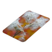 Magnet Flexible Graines d'asclépiade en automne, Canada (Côté Gauche)