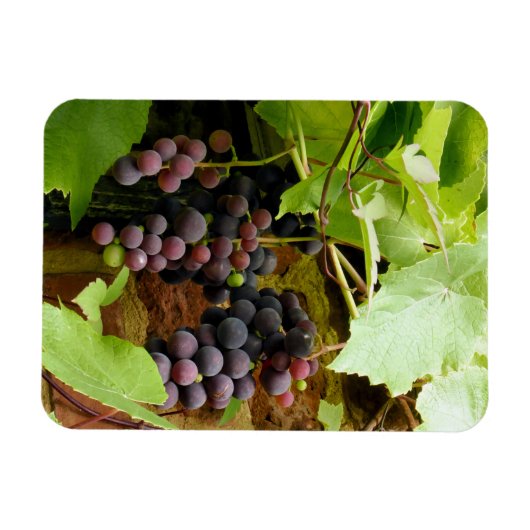 MAGNET FLEXIBLE GRAISSES NOIRES (Horizontal)