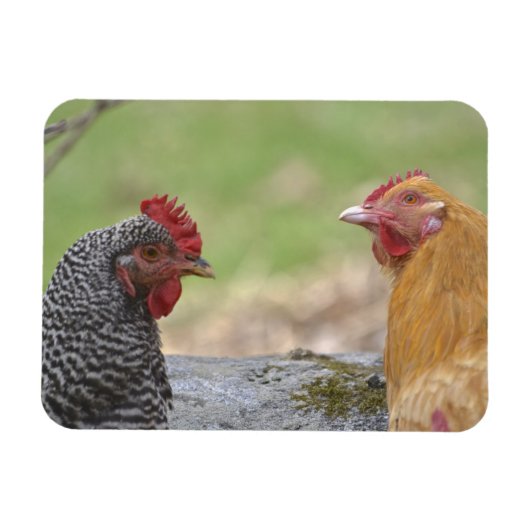 Magnet Flexible Grand aimant de poulet (Horizontal)
