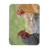 Magnet Flexible Grand aimant de poulet (Vertical)