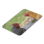 Magnet Flexible Grand aimant de poulet (Côté Gauche)