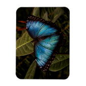 Magnet Flexible Grand, beau, papillon bleu (Vertical)