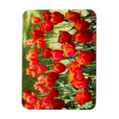 Magnet Flexible Grand champ de tulipes rouges (Vertical)