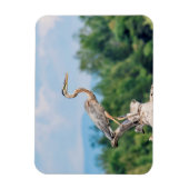 Magnet Flexible Grand héron bleu (Vertical)