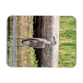 Magnet Flexible Grand Héron bleu debout dans le lac Champlain (Horizontal)