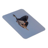 Magnet Flexible Grand Héron bleu en vol (Côté Droit)