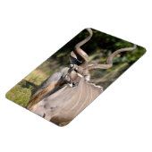 Magnet Flexible Grand Kudu (Côté Gauche)