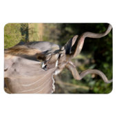 Magnet Flexible Grand Kudu (Horizontal)