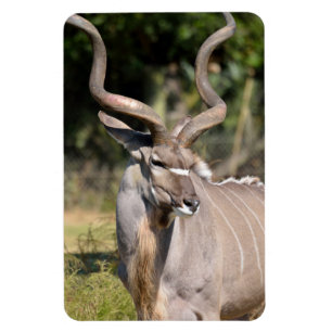 Magnet Flexible Grand Kudu