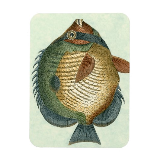 Magnet Flexible Grand Poisson Coloré (Vertical)