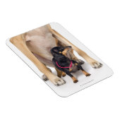 Magnet Flexible Grand portrait Dane et Dachshund (Côté Droit)