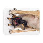 Magnet Flexible Grand portrait Dane et Dachshund (Horizontal)