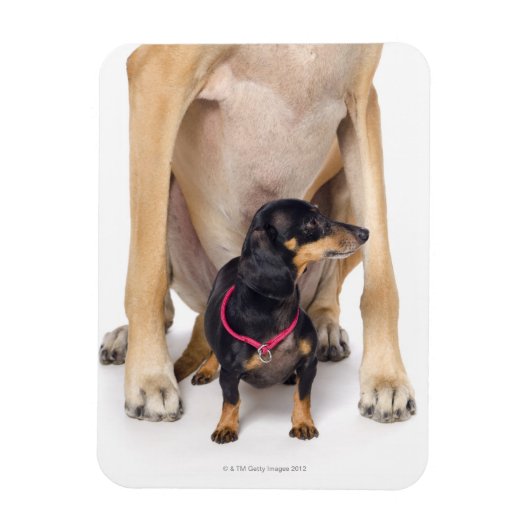Magnet Flexible Grand portrait Dane et Dachshund (Vertical)