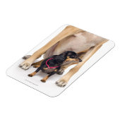 Magnet Flexible Grand portrait Dane et Dachshund (Côté Gauche)