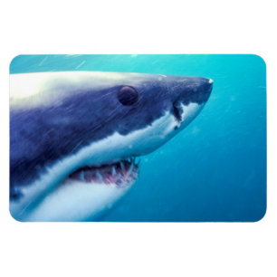 Magnet Flexible Grand requin blanc   Afrique du Sud