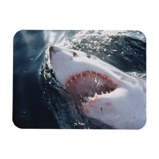 Magnet Flexible Grand requin blanc en mer (Horizontal)