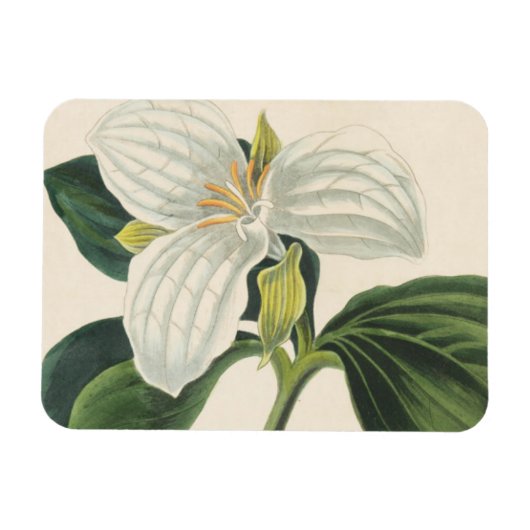 Magnet Flexible Grand Trillium Fleuri (Horizontal)