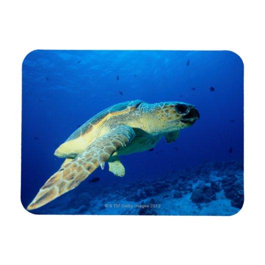 Magnet Flexible Grande barrière de corail, Australie 2 (Horizontal)