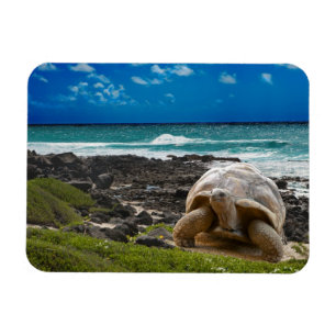 Magnet Flexible Grande tortue au bord de l'eau