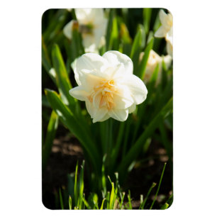 Magnet Flexible Grands narcisses blancs par un jour de printemps 