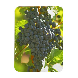 Magnet Flexible grappe de Cabernet Sauvignon dans le Château