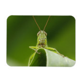 Magnet Flexible Grasshopper sur la feuille, Grasshopper Face Gros (Horizontal)