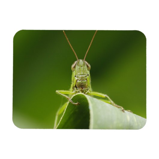 Magnet Flexible Grasshopper sur la feuille, Grasshopper Face Gros (Horizontal)
