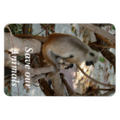 Magnet Flexible Gray Langur - Repose-toi (Horizontal)