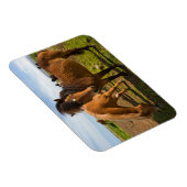 Magnet Flexible Graze des chevaux islandais (Côté Droit)