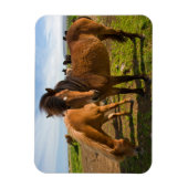 Magnet Flexible Graze des chevaux islandais (Vertical)