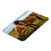 Magnet Flexible Graze des chevaux islandais (Côté Gauche)