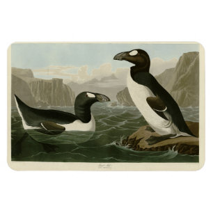 Magnet Flexible Great Auk - John James Audubon's Birds of America