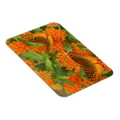Magnet Flexible Great Spangled Fritillaries on Butterfly Milkweed (Côté Droit)