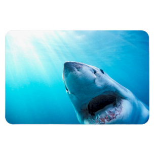 Magnet Flexible Great White Shark   Afrique du Sud