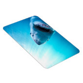 Magnet Flexible Great White Shark | Afrique du Sud (Côté Droit)