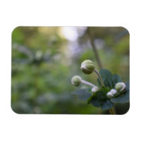 Green Flower Bud Jardin Nature Photographie Floral
