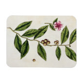 Magnet Flexible Green Tea, plate 351 from 'A Curious Herbal', publ (Horizontal)