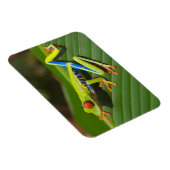 Magnet Flexible Grenouille à arbre vert coloré de la Jungle (Côté Droit)