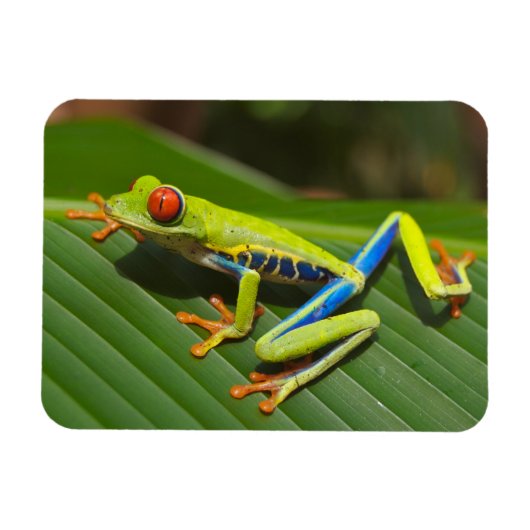 Magnet Flexible Grenouille à arbre vert coloré de la Jungle (Horizontal)