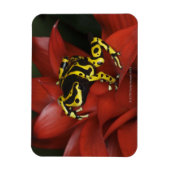 Magnet Flexible Grenouille à bandes orange Dendrobates leucomelas (Vertical)