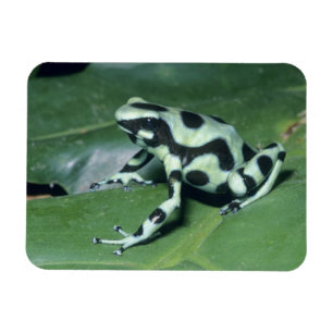 Magnet Flexible Grenouille à flèches empoisonnées, (Dendrobates au