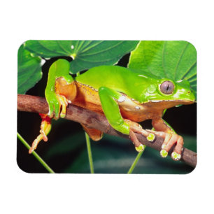 Magnet Flexible Grenouille arboricole singe bicolore, Phyllomedusa