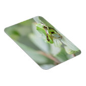 Magnet Flexible Grenouille d'arbre en aimant rectangulaire vert (Côté Droit)