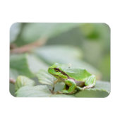 Magnet Flexible Grenouille d'arbre en aimant rectangulaire vert (Horizontal)