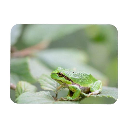 Magnet Flexible Grenouille d'arbre en aimant rectangulaire vert (Horizontal)