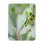 Magnet Flexible Grenouille d'arbre en aimant rectangulaire vert (Vertical)