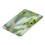 Magnet Flexible Grenouille d'arbre en aimant rectangulaire vert (Côté Gauche)
