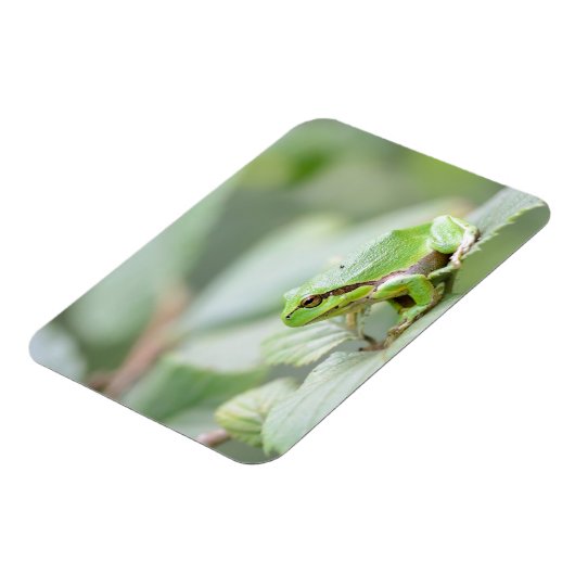 Magnet Flexible Grenouille d'arbre en aimant rectangulaire vert (Côté Gauche)